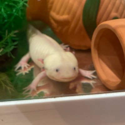 lp8835's profile picture. 秋田に住んでます！JBA公認B級レフリー&3級IR お父さんになって、3人の子供のミニバススタートを機に審判を始めました。 秋田県由利本荘市出身