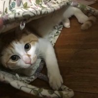 すか (@hitocche) 's Twitter Profile