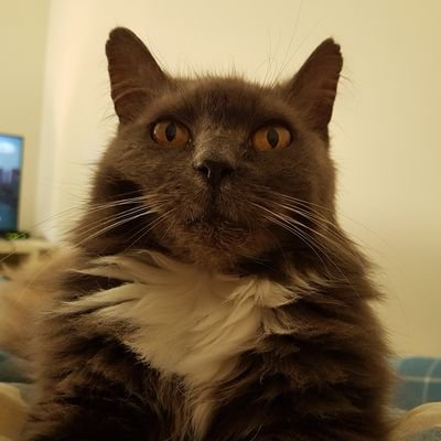 meowitup Profile Picture