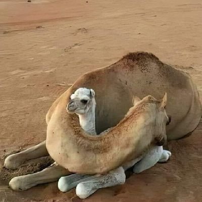 شاعره ومتذوقه للشعر ..صحيح ان فينا من الهموم جباال ..بس مهي صعبه على ربك يفرجهاا .. ♡