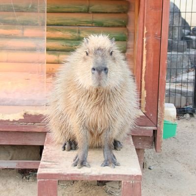 カピバラが好き🥔　
ついったーは写真とか好きなものとかいろいろ
メインはインスタ↓