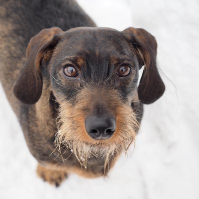 dichosaPR's profile picture. 2 + 2 =4. 💕⛵️🐕🐓🐂❄️🚜🕊️