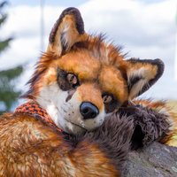 Ryf (@ryf_fox) 's Twitter Profile Photo Ryf (@ryf_fox) 's Twitter Profile Photo