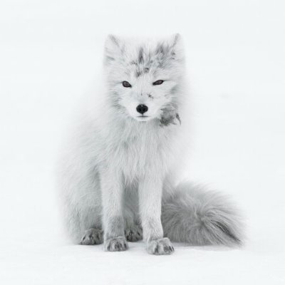 polarnylis's profile picture. 