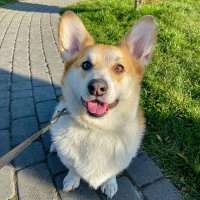 Corgi Lovers(@corgiloverszone) 's Twitter Profile Photo