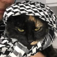 Melda🇵🇸 (@meldanagibi) Twitter profile photo