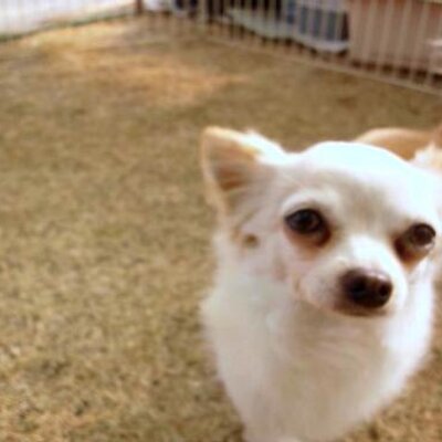ワンワンランドウベ Wanwanland Ube Twitter
