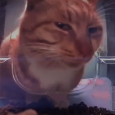 favibo1004's profile picture. 