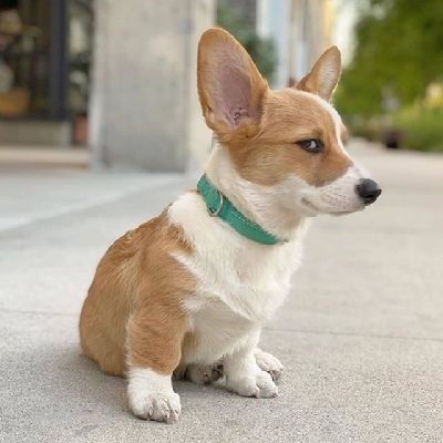 Corgipages Profile Picture