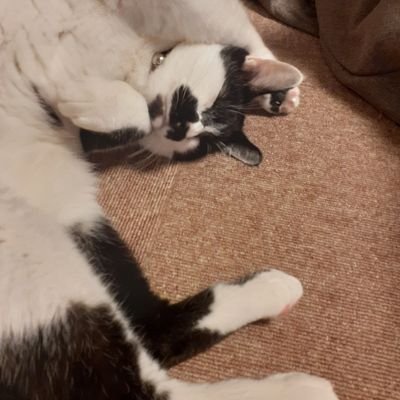 mirror_recorkjp's profile picture. 迷い猫オーバーランな日常
お芝居観るのとここは猫家族とメシばかり

月曜日しか行けないよ
第三日曜日は行けるかもね
うわぁ(ด้้้้็็็็็้้้้้็็็็็้้้้้้้้้Дด้้้้็็็็็้้้้้็็็็็้้้้้้้้้)ぁぁぁ～