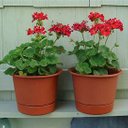 Rosemary Dill - @RosemaryDill - Twitter