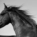 WildEquines🐎🏔🏕🇺🇸🪚🗽 (@speedforzen) Twitter profile photo WildEquines🐎🏔🏕🇺🇸🪚🗽 (@speedforzen) Twitter profile photo