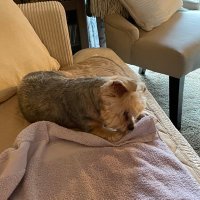 Yoko Jacobs (@jacobsyoko99146) 's Twitter Profile