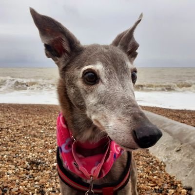 Now 14 years old so definitely a Dame. Travelling hound. Rescue, therapy dog 💙, lover of fine knitwear, Yorkshire puddings and Harvey. Fast and lazy.