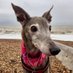 Doris the Lurcher 🐕 (@DLurcher) Twitter profile photo