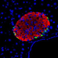 Sussel Lab (@sussellab) 's Twitter Profile