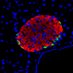 Sussel Lab (@sussellab) Twitter profile photo Sussel Lab (@sussellab) Twitter profile photo