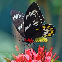 ebonie (@ebonie4real) 's Twitter Profile Photo