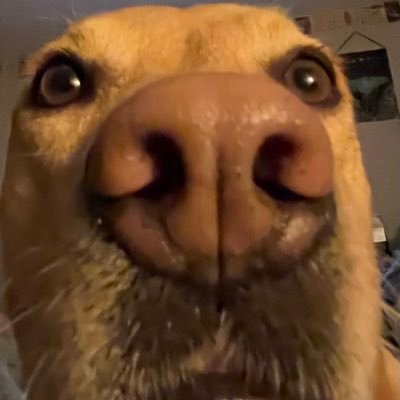 genesis_spoiled's profile picture. yo mom a hoe