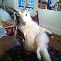 Der Gehörnte (@dergehornte) Twitter profile photo