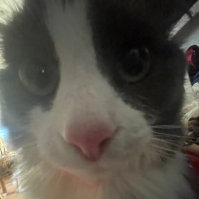 madisonbcormier's profile picture. 