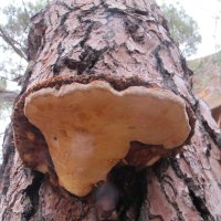 V_Reunion_Sanidad_Forestal (@vsanidadforest) 's Twitter Profile
