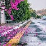 NFTNature369's profile picture. 