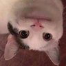 catwifkoin's profile picture. #bitcoin

https://t.co/LDkwiRu6IY

https://t.co/NNn65Qf9sA

https://t.co/utCS90rZPe