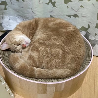Ume25kg's profile picture. ENT市場向けにセキュリティの提案する猫