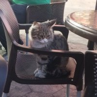 یه گیوربا رَندوم که توئیتر هم داره:) (@mjavad_303) 's Twitter Profile