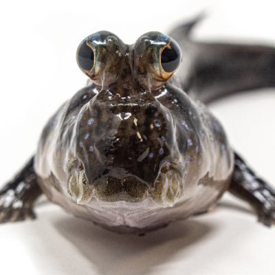 mudskipper enthusiast