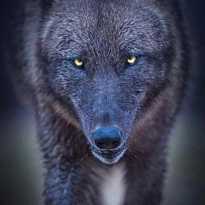 TaikaWolf's profile picture. Russians only get on their knees to tie their shoelaces ~ Fico