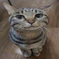 HpX (@maybehpx) 's Twitter Profile
