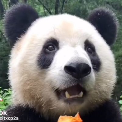 Panda-Base, Fan of Fubao 🐼