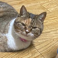 ๐ฏ๐ตๅ(nori)๐ (@accountnori) 's Twitter Profile