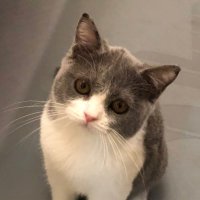 枕头是喵呀 (@jshawzm) 's Twitter Profile