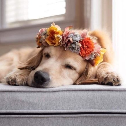 Nelly38229372's profile picture. Déchue de ma citoyenneté pour refus de 💉
#MacronDemission #destitution #JeNeMeFeraiJAMAISVacciner #noussommesdesmilions
#JusticePourlesSoignantsSuspendus