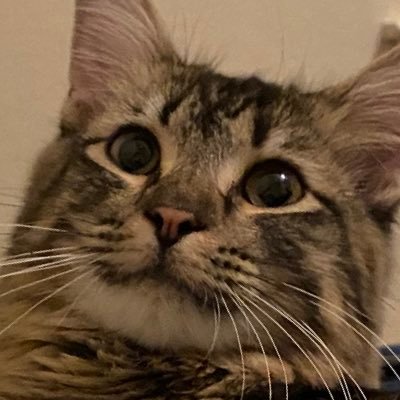 babygeorgetabby Profile Picture