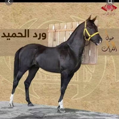 مسلم عربي موحد، حفيد الأمير علي السالم الصهيبي🐪