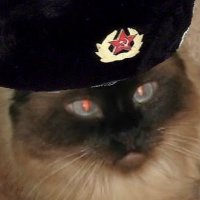 Putins Cat (@realputinscat) 's Twitter Profile