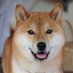 るーと零🐕💜 (@shikikamui1) Twitter profile photo るーと零🐕💜 (@shikikamui1) Twitter profile photo