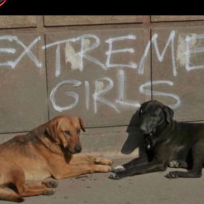 cheet0sofficial's profile picture. public universal acquaintance