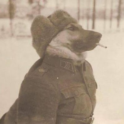 adlpsfko's profile picture. war dog rippin a heater