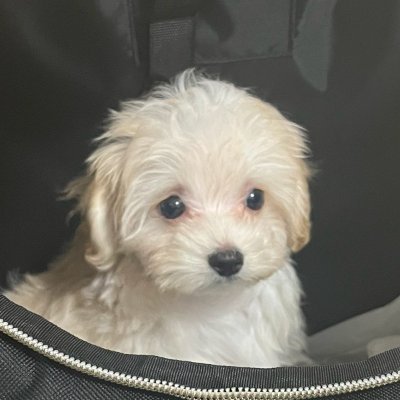 mugiiii0729's profile picture. 🐾 マルプーのむぎです🐶 | むぎとの日常と成長の記録 | #ペット#マルプー | YouTubeで動画公開中| インスタもチェックしてね

インスタ
https://t.co/8dpPtTFEm0