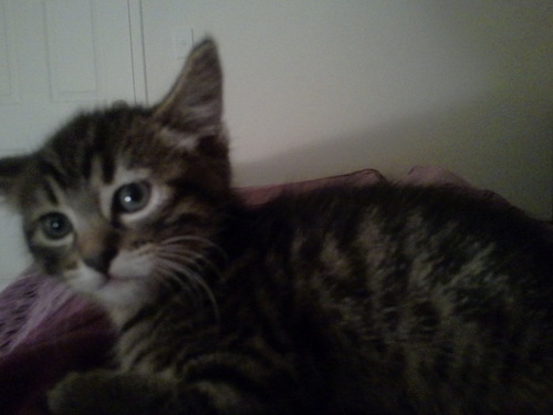 slator_'s profile picture. Meow??MEOW!!
Food?!?!
Son of @the_fuzz_tech & @poopsiegirl