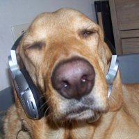 Cale (@caleptra) 's Twitter Profile