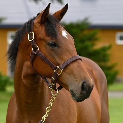 サラスとアーモンドアイが好き🐎 シルクで一口やってます。無言フォロー失礼します🙇♂️ https://t.co/7BalrIohyQ