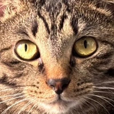 猫好き🐈‍⬛嘘・支持政党無し。無言フォロー・RPお許し下さい。