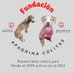 ApadrinaColitas🐕🐶 (@apadrinacolitas) Twitter profile photo ApadrinaColitas🐕🐶 (@apadrinacolitas) Twitter profile photo