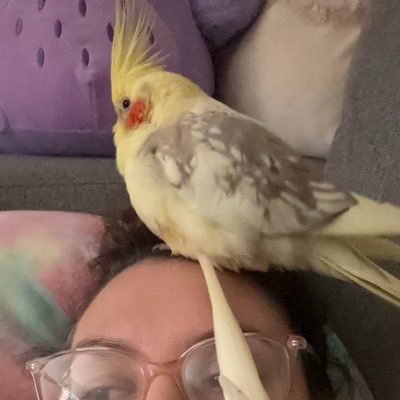 2 Beautiful Angels Here on Urf 🌏Female cockatiels 🎀 Noodle & Daisy 💖 BirdyBoy the tiel was our grandpa🐥🌻